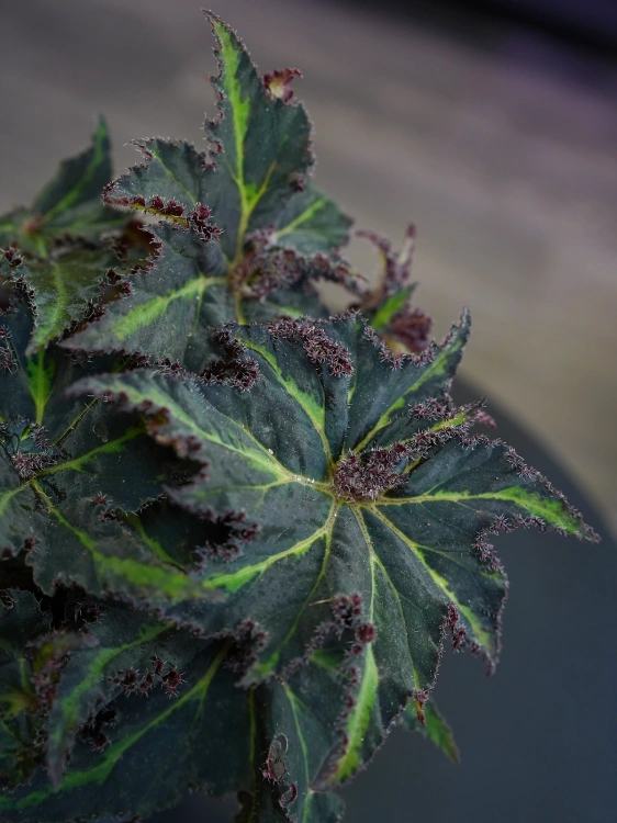 Begonia Lion Dance ⌀12cm