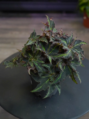 Begonia Lion Dance ⌀12cm