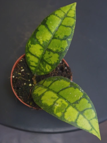 Hoya callistophylla 'Black Cat' ⌀8cm