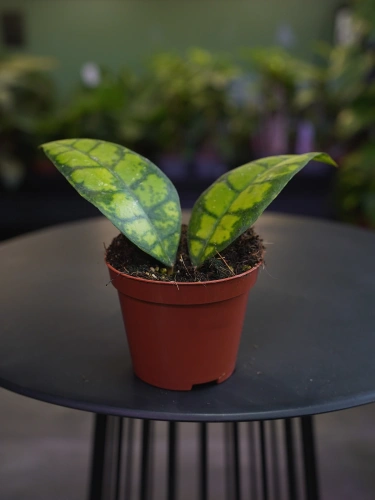 Hoya callistophylla 'Black Cat' ⌀8cm