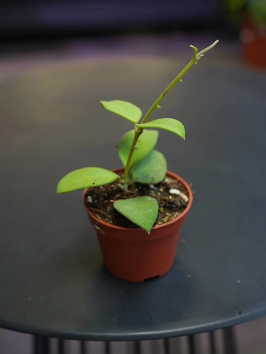 Hoya nummularioides ⌀6cm