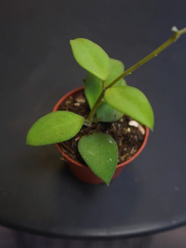 Hoya nummularioides ⌀6cm