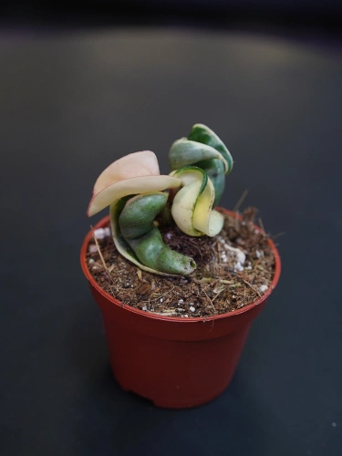 Hoya carnosa 'Compacta Variegata' ⌀6cm