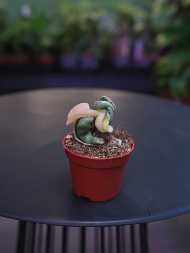 Hoya carnosa 'Compacta Variegata' ⌀6cm