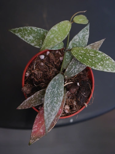 Hoya lacunosa sp Laos ⌀6cm