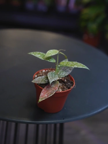 Hoya lacunosa sp Laos ⌀6cm