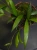 Hoya sp. Sumatra ⌀10,5cm