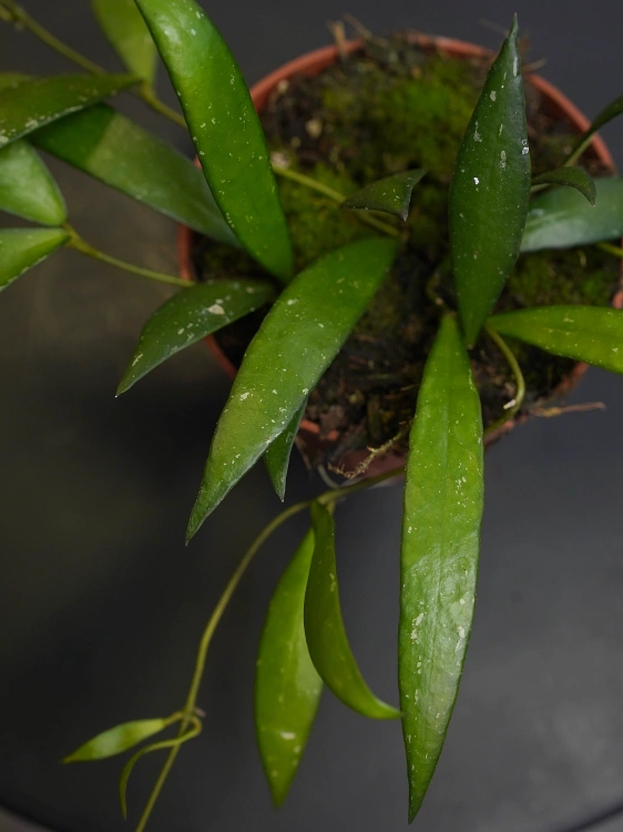 Hoya sp. Sumatra ⌀10,5cm