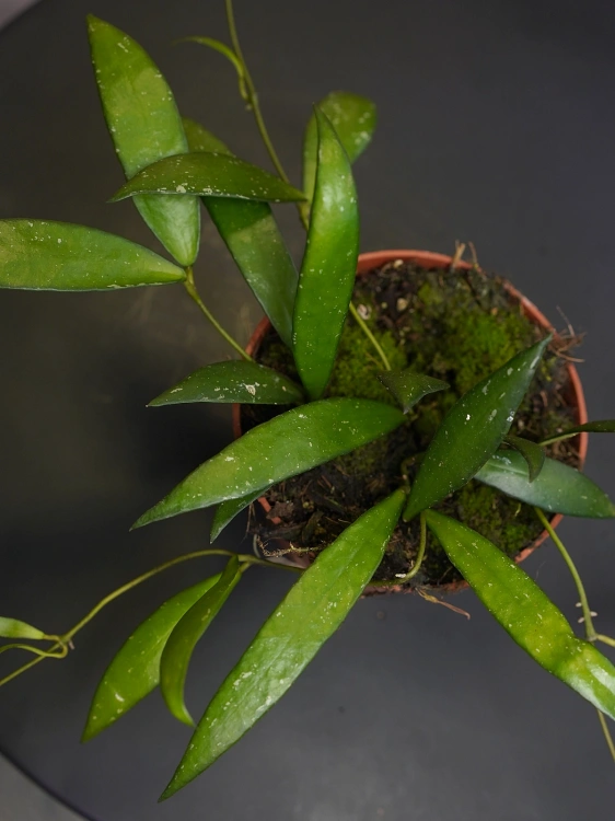 Hoya sp. Sumatra ⌀10,5cm