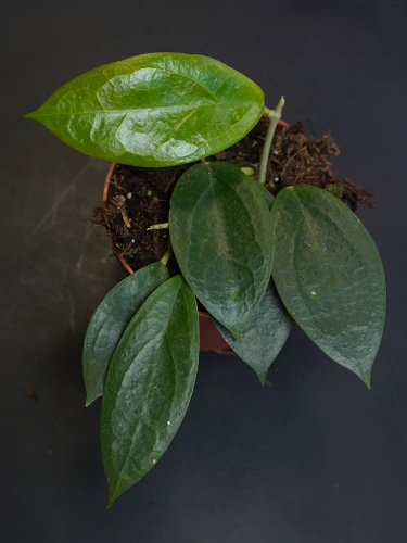 Hoya 'Timor' ⌀10,5cm