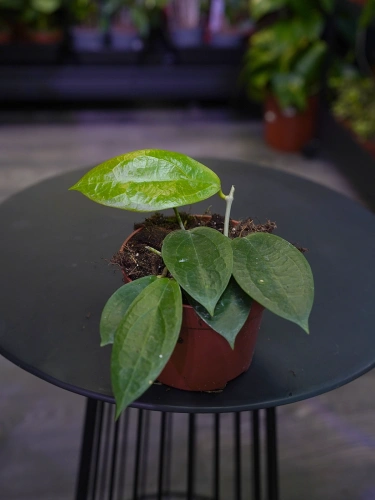 Hoya 'Timor' ⌀10,5cm