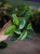 Hoya sp. Vietnam ⌀10,5cm