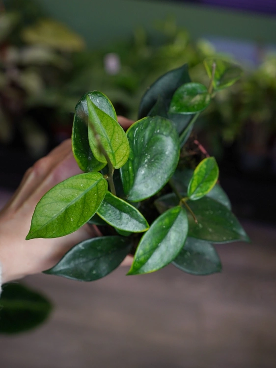 Hoya sp. Vietnam ⌀10,5cm