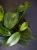 Hoya sp. Vietnam ⌀10,5cm