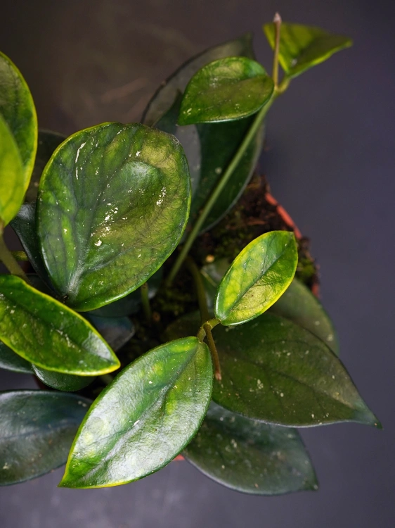 Hoya sp. Vietnam ⌀10,5cm