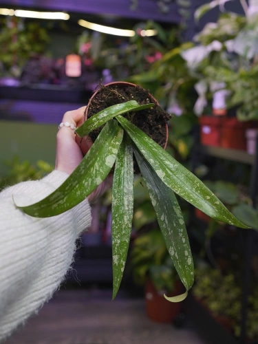 Hoya 'Rindu Rafflesia' ⌀10,5cm