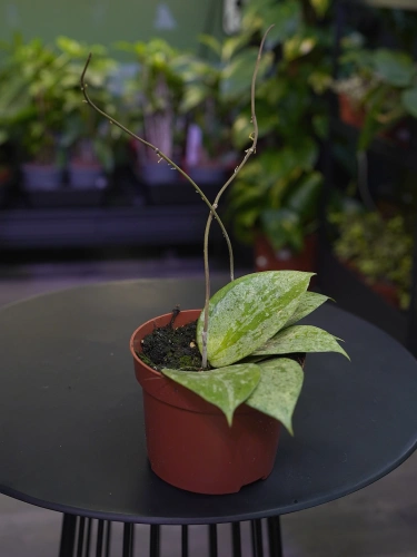 Hoya verticillata 'Nganjuk' ⌀10,5cm