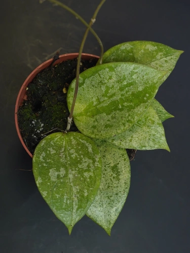 Hoya verticillata 'Nganjuk' ⌀10,5cm