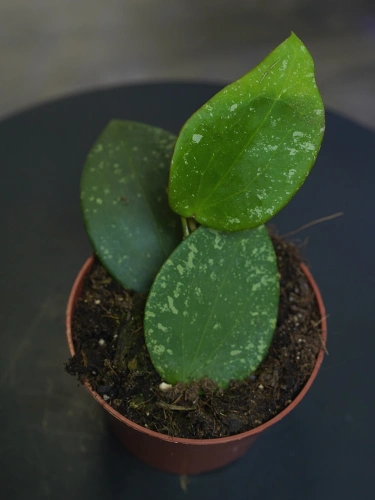 Hoya glabra 'Splash' ⌀10,5cm