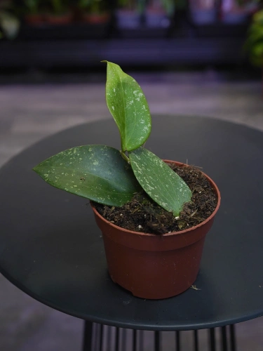 Hoya glabra 'Splash' ⌀10,5cm