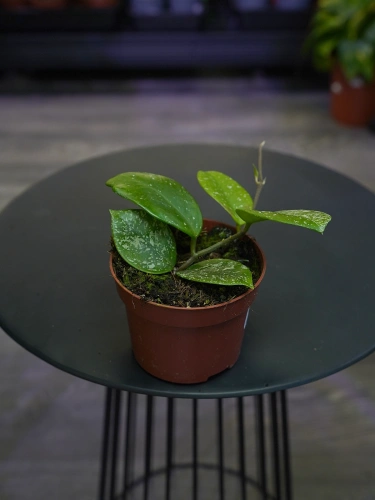 Hoya parasitica 'Splash' ⌀10,5cm