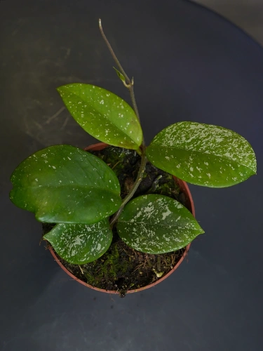 Hoya parasitica 'Splash' ⌀10,5cm