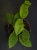 Hoya scortechinii 'White' ⌀10,5cm