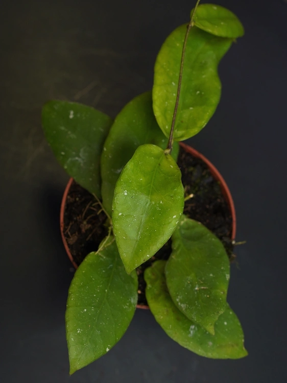 Hoya scortechinii 'White' ⌀10,5cm
