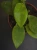 Hoya scortechinii 'White' ⌀10,5cm
