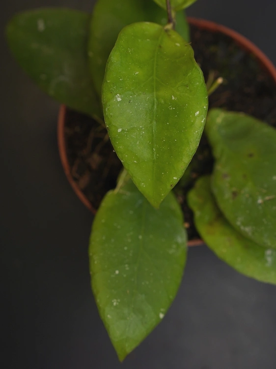 Hoya scortechinii 'White' ⌀10,5cm