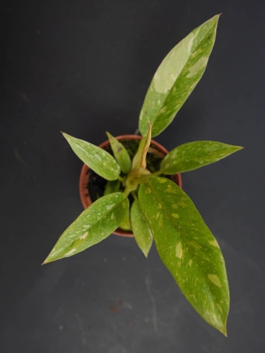 Philodendron Ring of Fire ⌀6cm