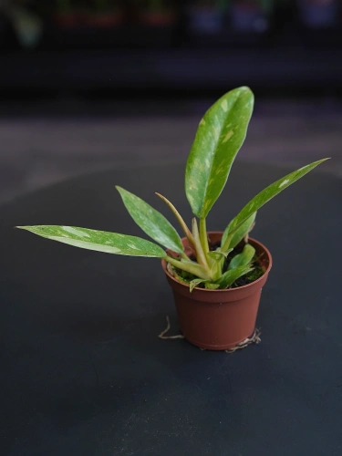 Philodendron Ring of Fire ⌀6cm