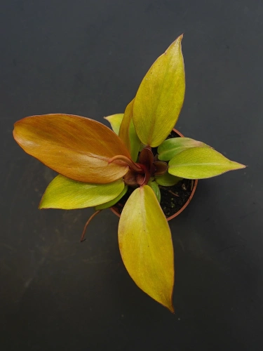 Philodendron Prince of Orange ⌀6cm