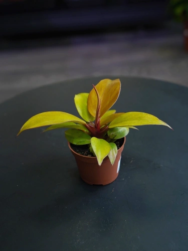 Philodendron Prince of Orange ⌀6cm