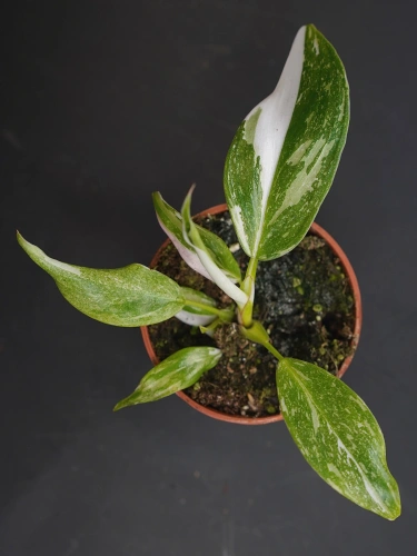 Philodendron White Princess ⌀6cm