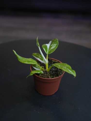 Philodendron White Princess ⌀6cm