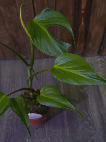 Monstera 'Burle Marx Flame' ⌀15cm