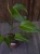 Monstera 'Burle Marx Flame' ⌀15cm