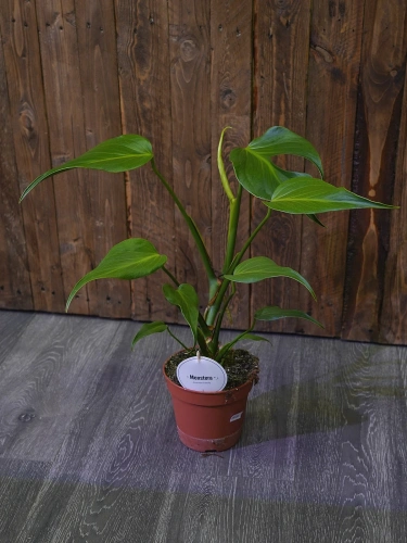 Monstera 'Burle Marx Flame' ⌀15cm