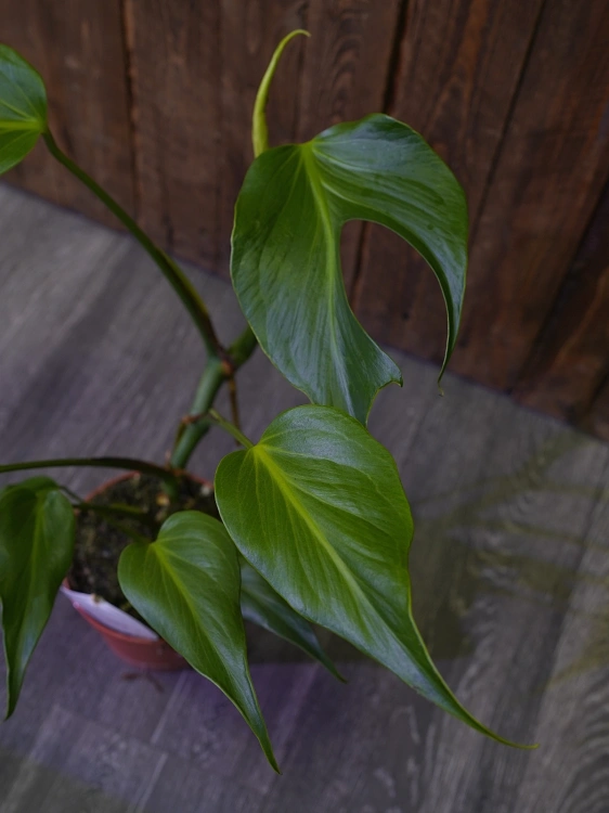 Monstera 'Burle Marx Flame' ⌀15cm