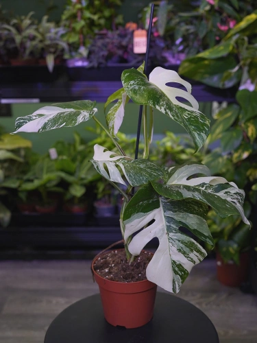 Monstera deliciosa 'Variegata' ⌀17cm