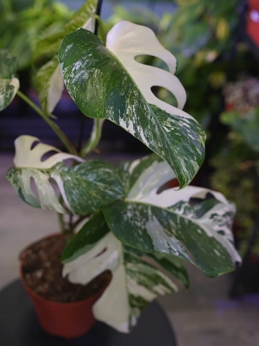 Monstera deliciosa 'Variegata' ⌀17cm