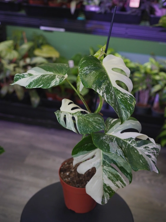 Monstera deliciosa 'Variegata' ⌀17cm