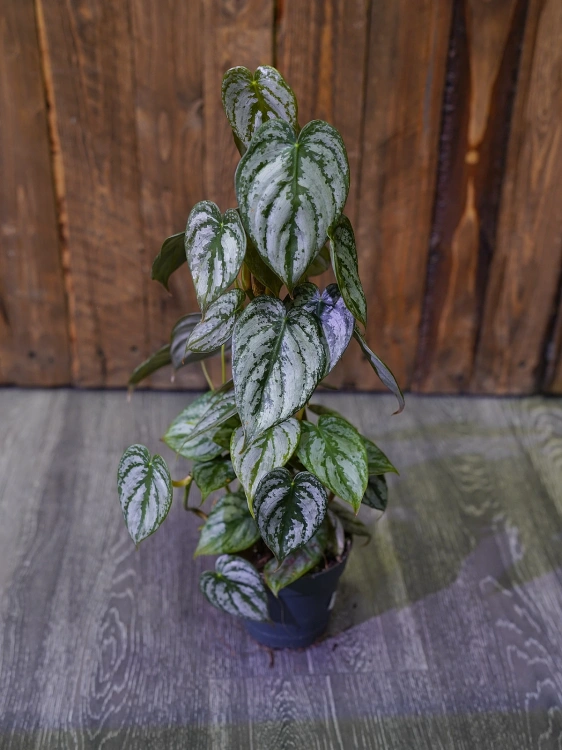 Philodendron brandtianum ⌀12cm