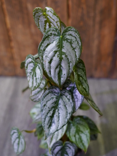 Philodendron brandtianum ⌀12cm