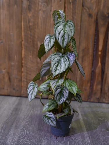 Philodendron brandtianum ⌀12cm