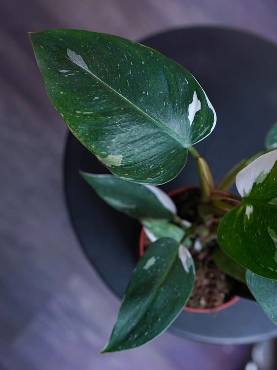 Philodendron White Princess ⌀12cm