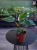 Philodendron White Princess ⌀12cm
