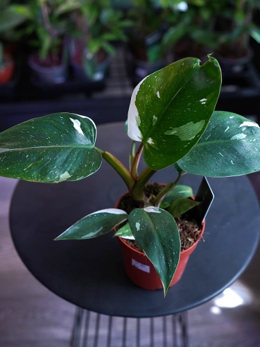 Philodendron White Princess ⌀12cm