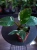 Philodendron White Princess ⌀12cm